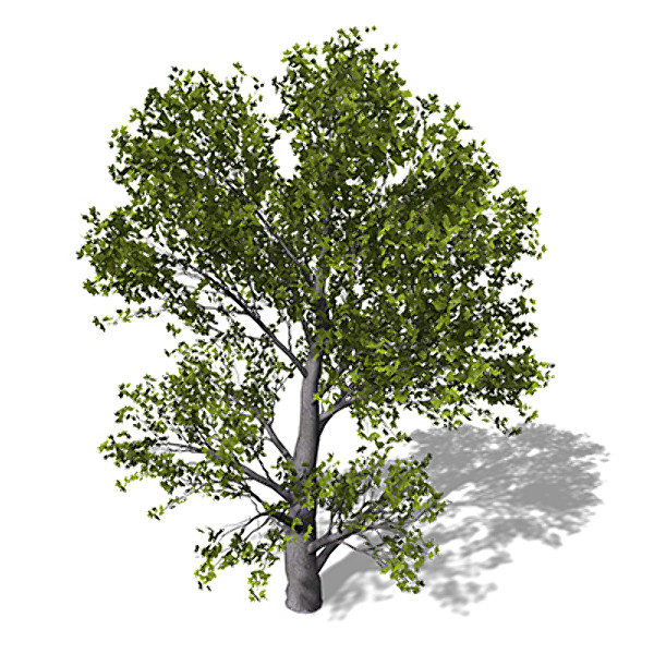 XfrogPlants Montpellier Maple 3D Models