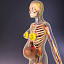 Pregnant female anatomy