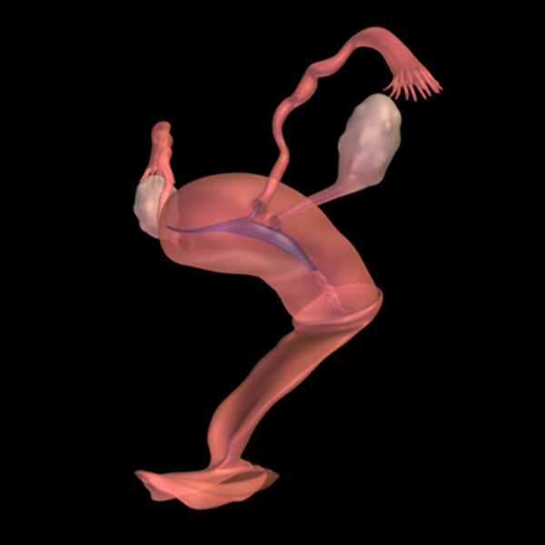 Female Reproductive System.zip