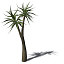 XfrogPlants Tree Aloe