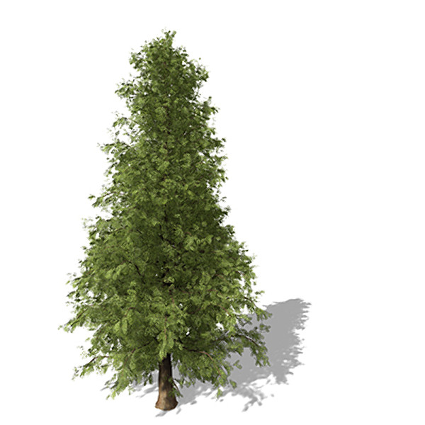XfrogPlants Western Red Cedar CL Texture Maps