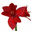 XfrogPlants Amaryllis