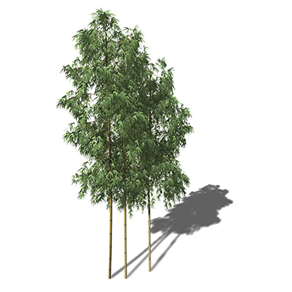 XfrogPlants Hachiku Bamboo 3D Models