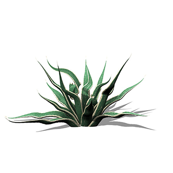 XfrogPlants Century Plant 3D Models