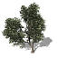 XfrogPlants Hornbeam