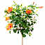 Bush_Tr_12.tga