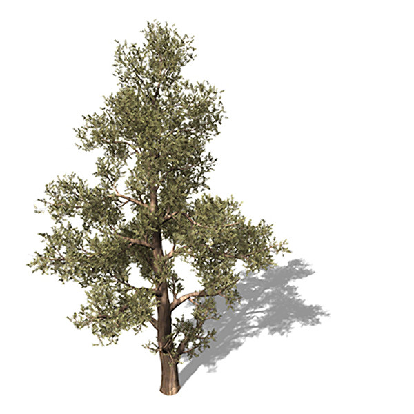 XfrogPlants Western Juniper 3D Models
