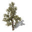 XfrogPlants Western Juniper