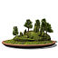 XfrogPlants Bonsai Japanese Cedar