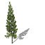 XfrogPlants Grand Fir
