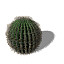 XfrogPlants Arizona Barrel Cactus