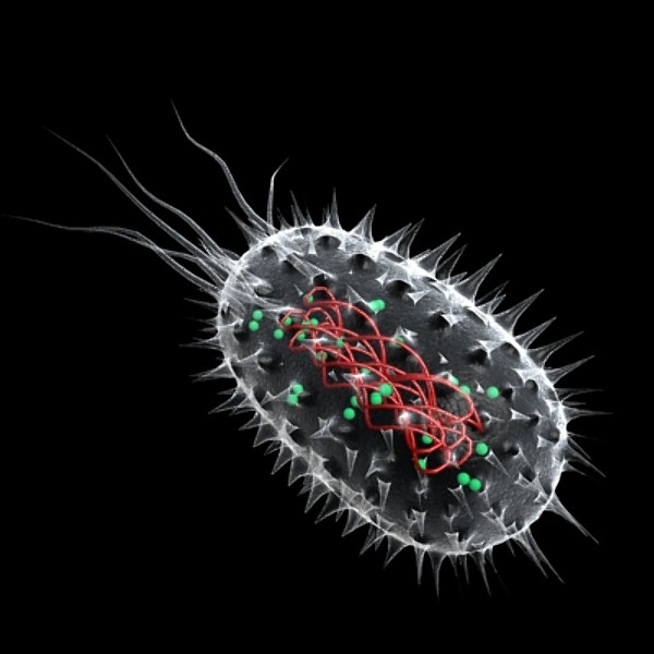 Anatomy of a bacterium (a bit hard to see the inside)