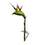 XfrogPlants Bird of Paradise