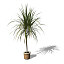 XfrogPlants Red-Edge Dracaena