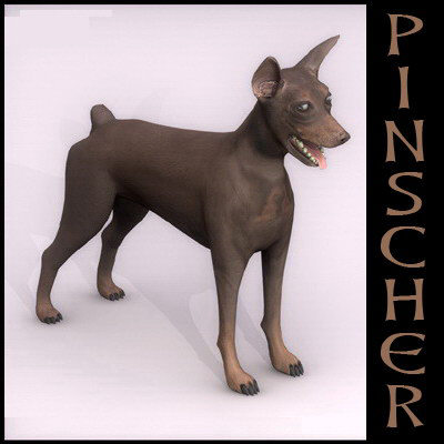 pinscher dog 3d model - Pinscher by Massimo Righi