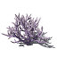 XfrogPlants Low Acropora