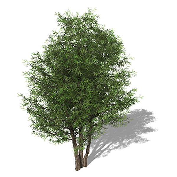 xfrogplants english yew tree 3d 3ds - XfrogPlants English Yew by xfrog