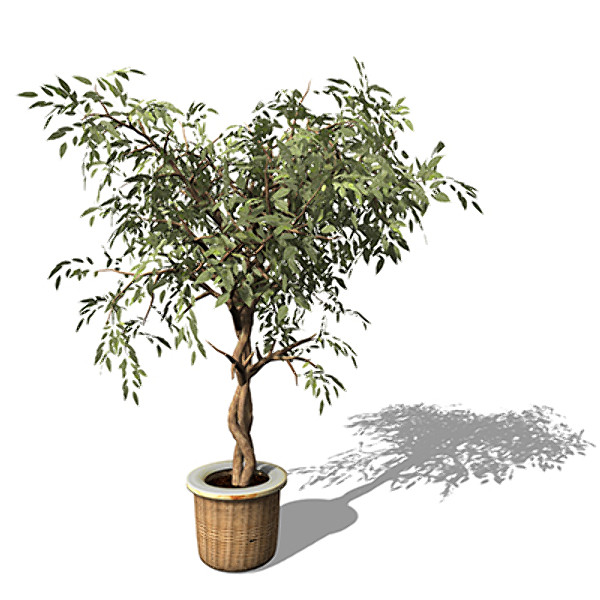 XfrogPlants Benjamin Ficus 3D Models