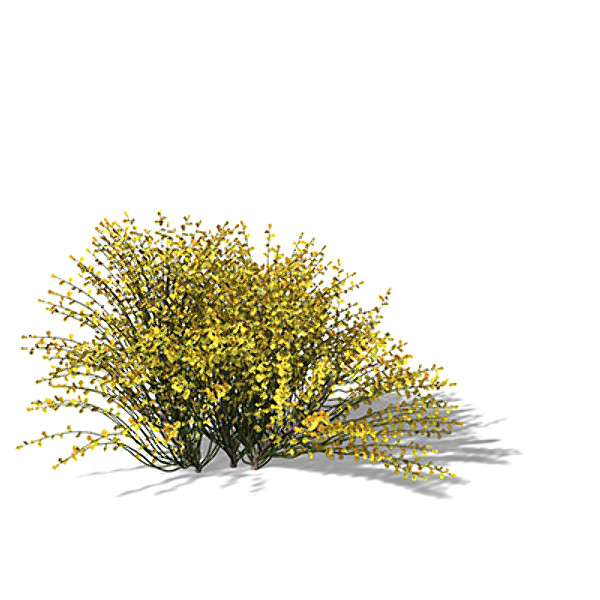 XfrogPlants Spanish Broom 3D Models