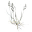 XfrogPlants Festuca ovina