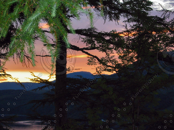 SunsetTrees.jpg