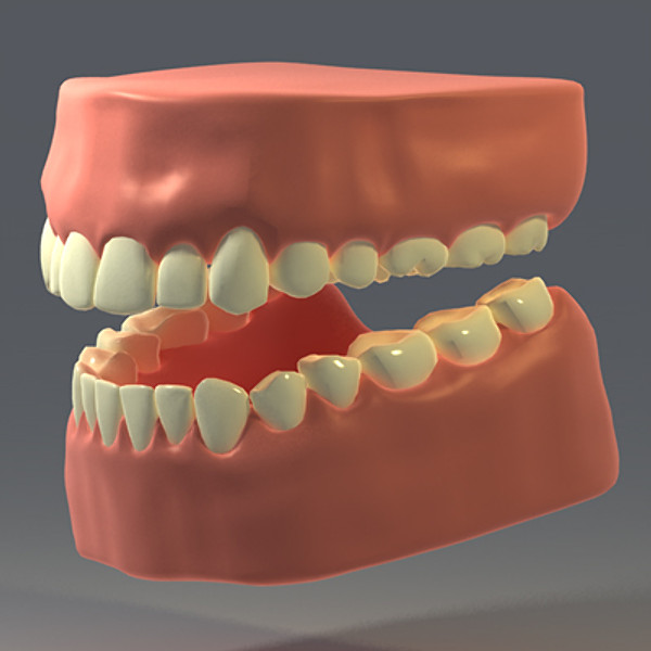 Teeth with gums 3D Models