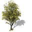 XfrogPlants Autumn Littleleaf Linden