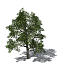XfrogPlants Breadfruit tree