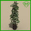 plant_potted_c