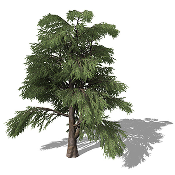 XfrogPlants Lebanon Cedar
