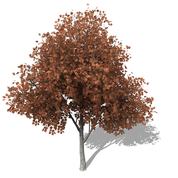 XfrogPlants Autumn Silver Maple Texture Maps