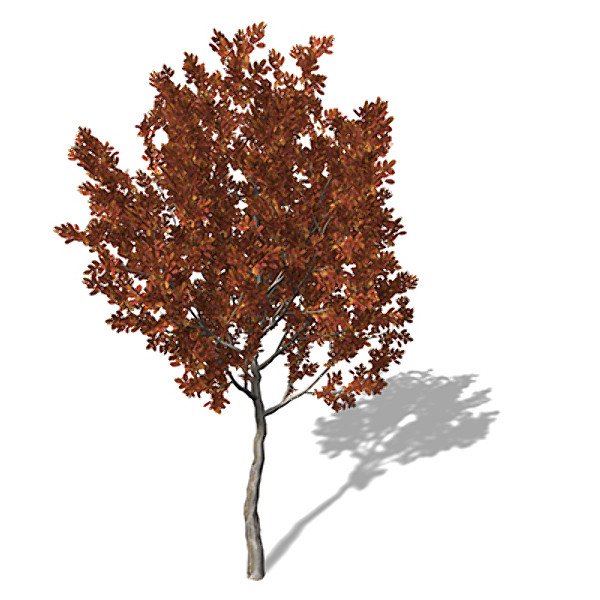 3d model xfrogplants autumn crape myrtle - XfrogPlants Autumn Crape Myrtle by xfrog