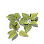 XfrogPlants Common Plantain