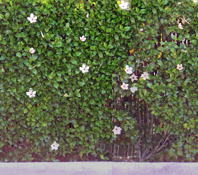 hedge2