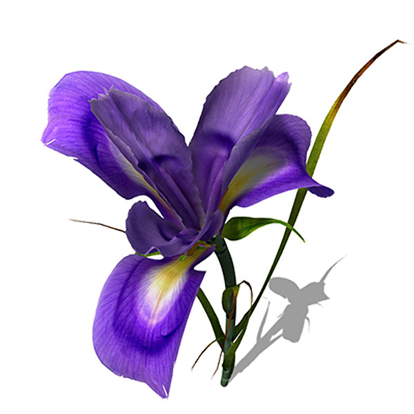 XfrogPlants Dutch Iris 3D Models