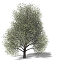 XfrogPlants American Beech