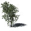XfrogPlants River Wild Pear