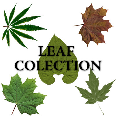 Leaf collection
