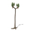 XfrogPlants Sigillaria