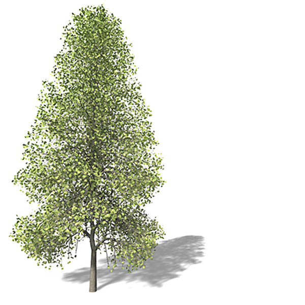 XfrogPlants Tuliptree 3D Models