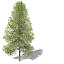 XfrogPlants Tuliptree