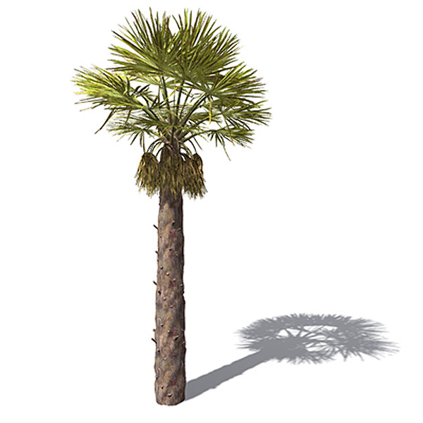 XfrogPlants Chinese Windmill Palm