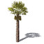 XfrogPlants Chinese Windmill Palm