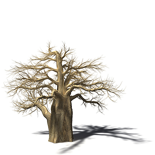 XfrogPlants Baobab