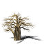 XfrogPlants Baobab