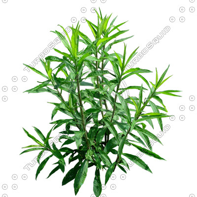 Grass_07.tga
