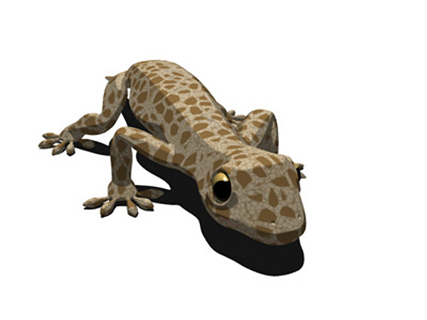 gecko