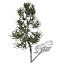 XfrogPlants Austrian Black Pine