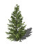 XfrogPlants Northern Japanese Hemlock