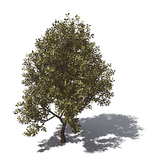 XfrogPlants Rubber tree
